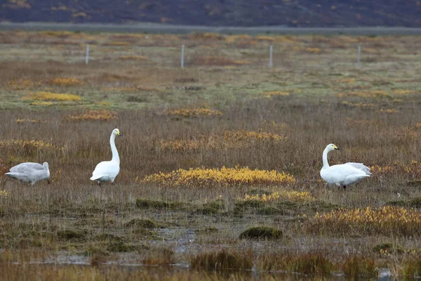 Whooper Swans Autumn Cygnus Cygnus Iceland — Stockfoto
