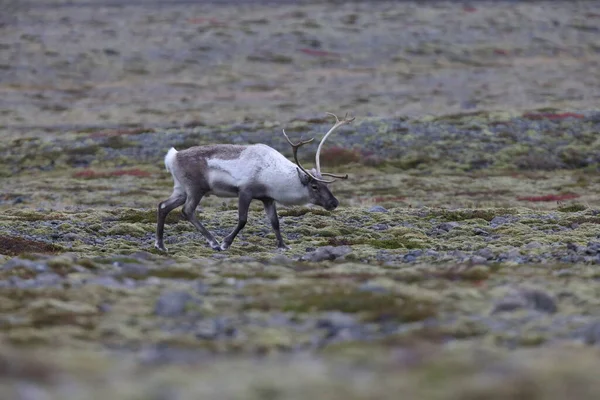 Reindeer Caribou Winter Time Iceland — Fotografia de Stock