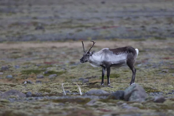 Reindeer Caribou Winter Time Iceland — стоковое фото