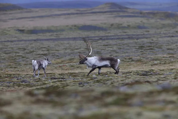 Reindeer Caribou Winter Time Iceland — Fotografia de Stock
