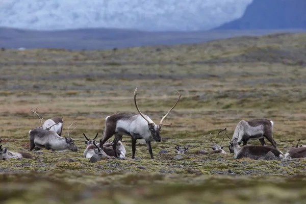 Reindeer Caribou Winter Time Iceland — стоковое фото