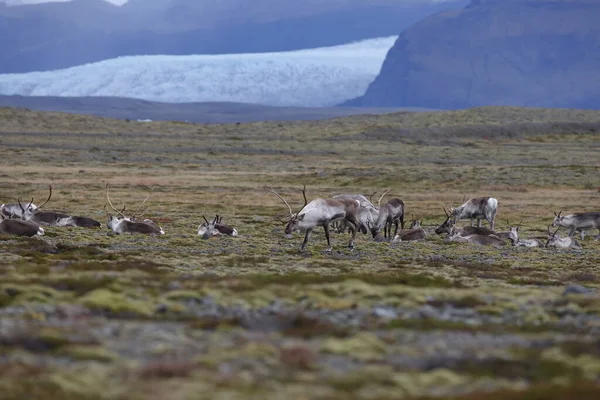 Reindeer Caribou Winter Time Iceland — стоковое фото