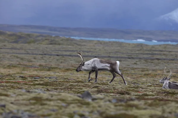 Reindeer Caribou Winter Time Iceland — стоковое фото