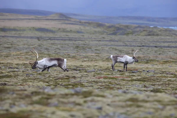Reindeer Caribou Winter Time Iceland — стоковое фото