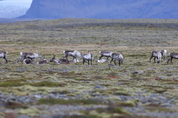 Reindeer Caribou Winter Time Iceland — Stockfoto