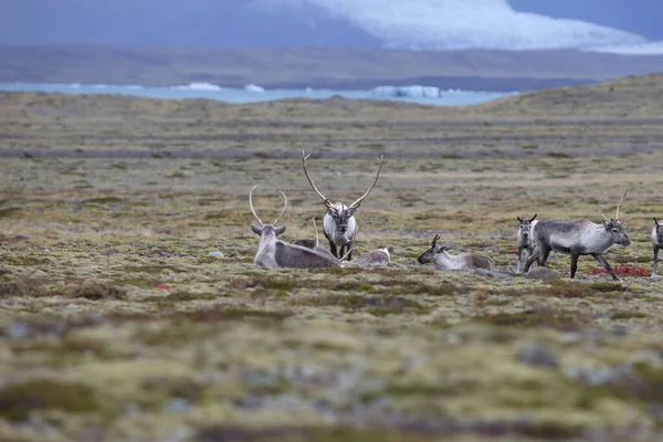 Reindeer Caribou Winter Time Iceland — Fotografia de Stock