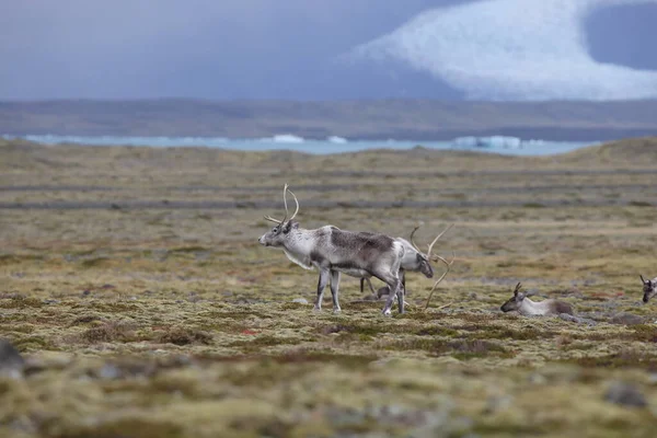 Reindeer Caribou Winter Time Iceland — Foto de Stock