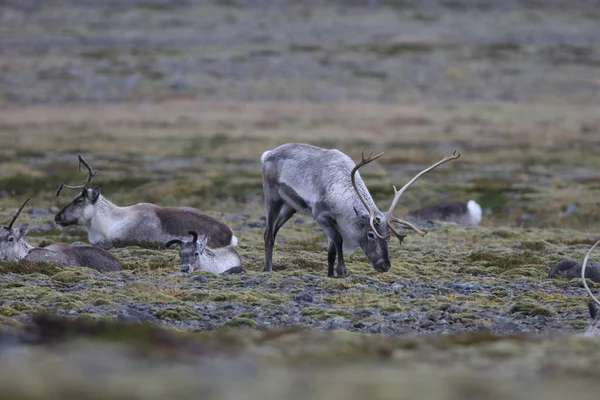 Reindeer Caribou Winter Time Iceland — Fotografia de Stock