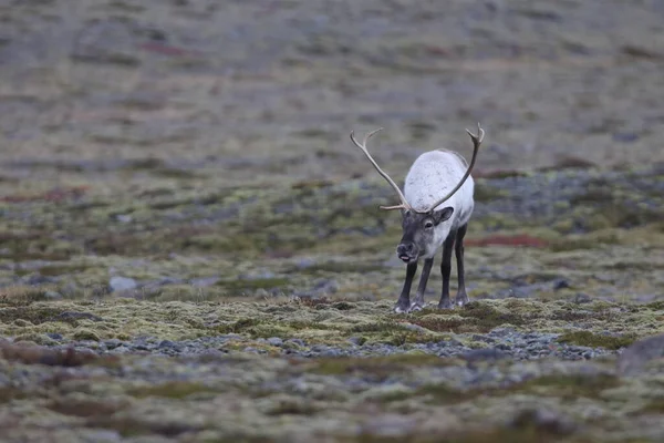 Reindeer Caribou Winter Time Iceland — 스톡 사진