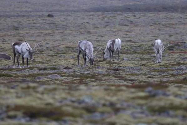 Reindeer Caribou Winter Time Iceland — 스톡 사진