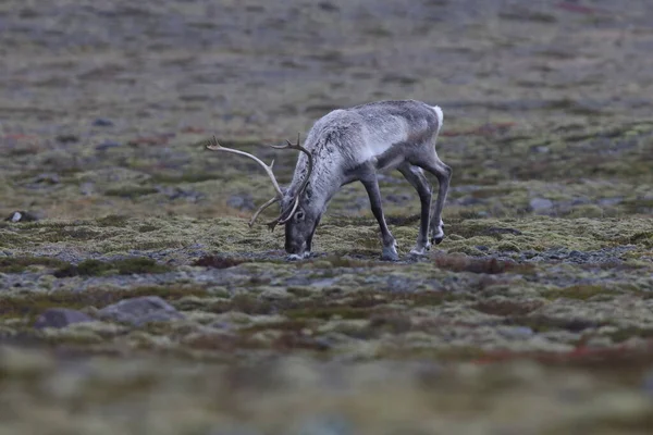 Reindeer Caribou Winter Time Iceland — стоковое фото