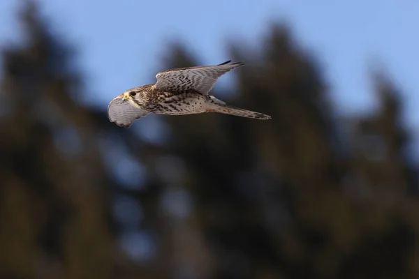 Falco Tinnunculus — 图库照片