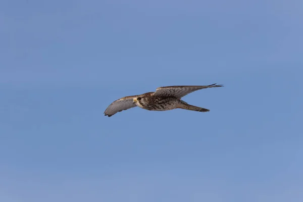 Zagroda Zwyczajna Falco Tinnunculus Niemcy — Zdjęcie stockowe