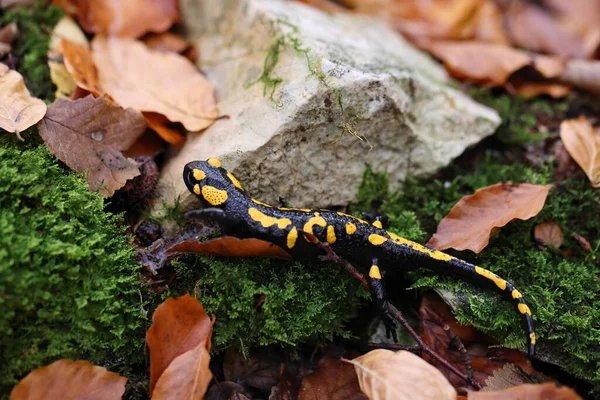 Fire Salamander Salamandra Salamandra Germany — Stockfoto