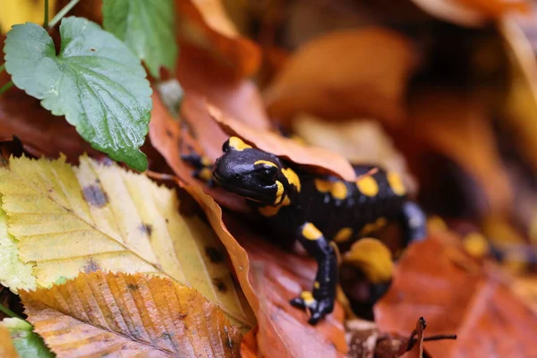 Fire Salamander Salamandra Γερμανία — Φωτογραφία Αρχείου