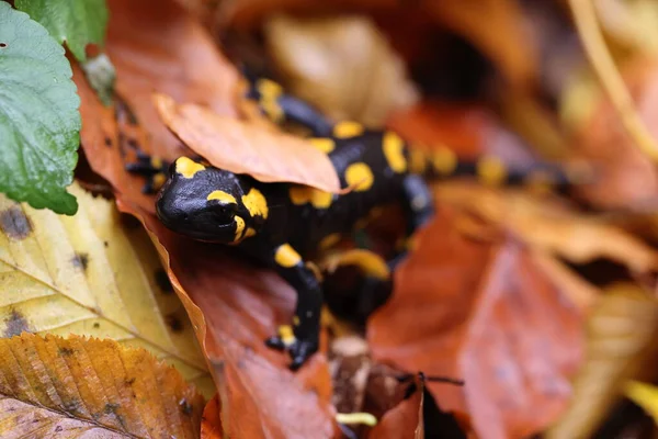 Fire Salamander Salamandra Γερμανία — Φωτογραφία Αρχείου