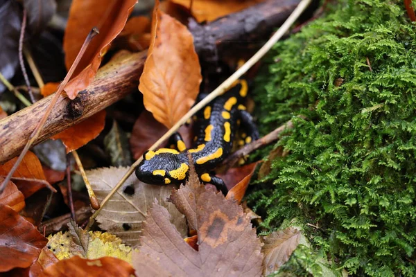Salamandra Salamandra Німеччина — стокове фото