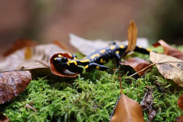 Fire Salamander Salamandra Salamandra Alemania —  Fotos de Stock