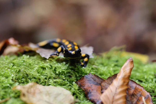 Fire Salamander Salamandra Γερμανία — Φωτογραφία Αρχείου