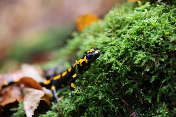 Fire Salamander Salamandra Salamandra Germany — 图库照片