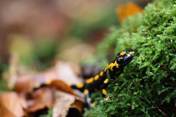 Salamandra Salamandra Німеччина — стокове фото