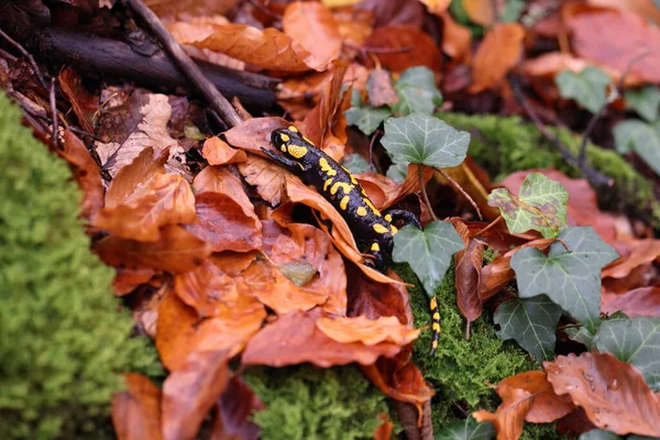 Fire Salamander Salamandra Salamandra Germany — Stockfoto