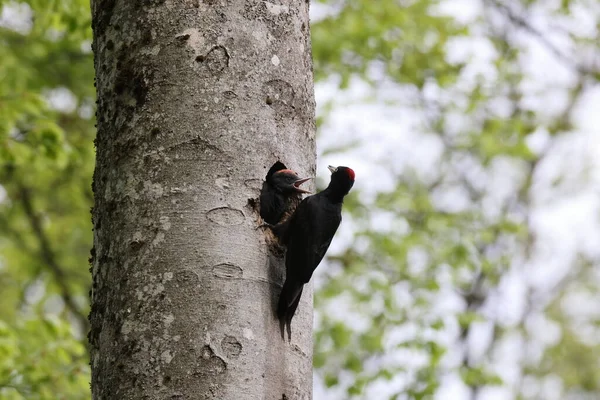 黒のキツツキ Dryocopus Martius は若いネスティングドイツを給餌 — ストック写真