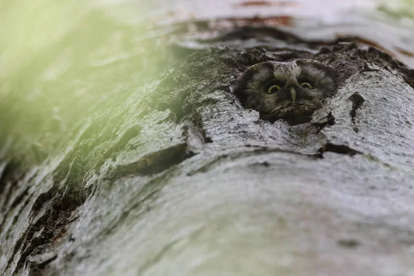 Búho Boreal Búho Tengmalm Aegolius Funereus Swabian Jura Alemania — Foto de Stock