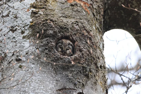 Coruja Boreal Coruja Tengmalm Aegolius Funereus Swabian Jura Alemanha — Fotografia de Stock