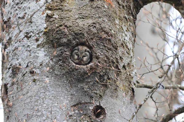 Boreale Uil Aegolius Funereus Zwaben Jura Duitsland — Stockfoto