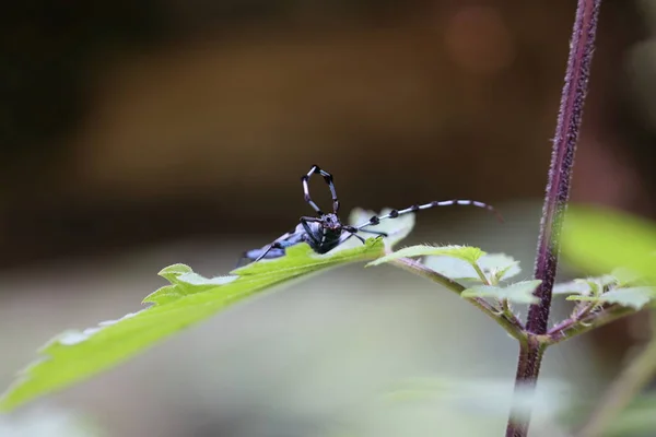 Rosalia Longicorn Rosalia Alpina Alpine Longhorn Beetle Swabian Jura Germany — Stock Photo, Image