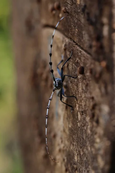 Rosalia Longicorn Rosalia Alpina Alpine Longhorn Beetle Swabian Jura Γερμανία — Φωτογραφία Αρχείου