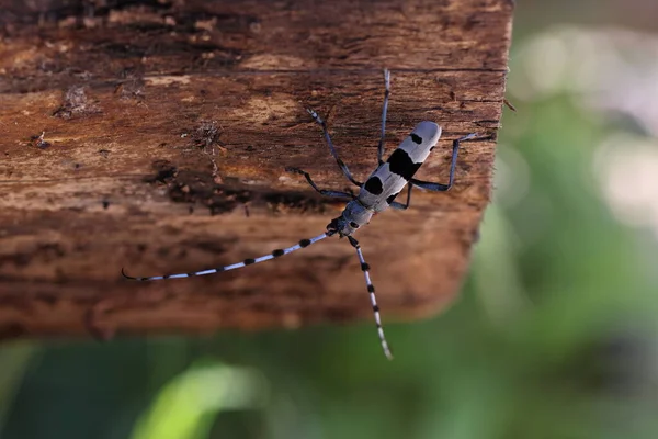 Rosalia Longicorn Rosalia Alpina Besouro Longhorn Alpino Swabian Jura Alemanha — Fotografia de Stock