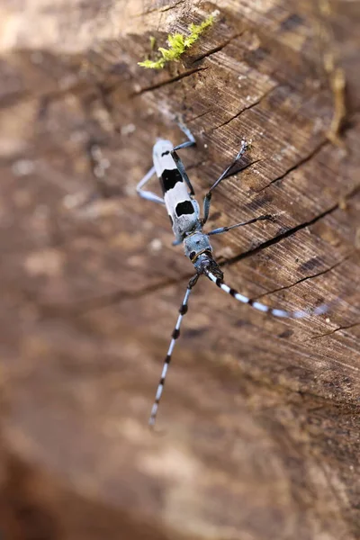 Rosalia Longicorn Rosalia Alpina Alpine Longhorn Kever Zwaben Jura Duitsland — Stockfoto