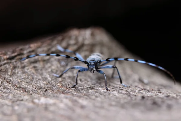 Rosalia Longicorn Rosalia Alpina Alpine Longhorn Beetle Swabian Jura Γερμανία — Φωτογραφία Αρχείου