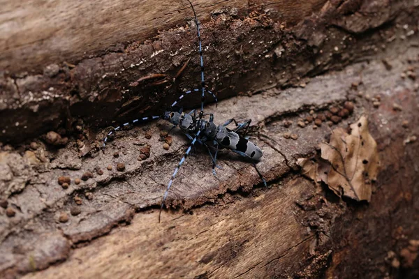 Rosalia Longicorn Rosalia Alpina Besouro Longhorn Alpino Swabian Jura Alemanha — Fotografia de Stock