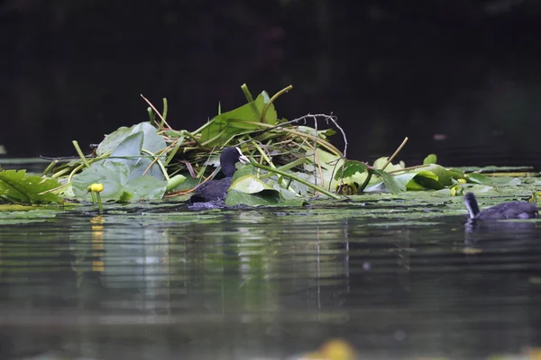 Eurasian Coot Fulica Atra Seu Ninho Turíngia Alemanha — Fotografia de Stock