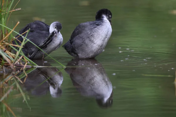 Pollitos Coot Eurasiáticos Fulica Atra Estanque —  Fotos de Stock