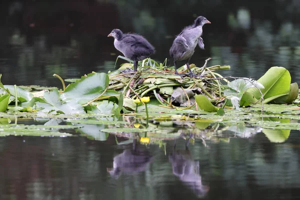 Pollitos Coot Eurasiáticos Fulica Atra Estanque —  Fotos de Stock