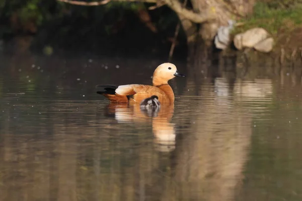 Canard Roux Tadorna Ferruginea Nourrissant Dans Eau Allemagne — Photo