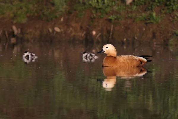 Ruddy Shelduck Tadorna Ferruginea Etetés Vízben Németország — Stock Fotó