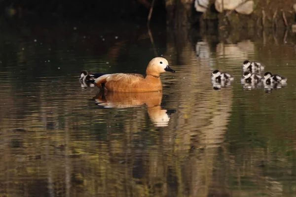 Ruddy Shelduck Tadorna Ferruginea Alimentação Água Alemanha — Fotografia de Stock