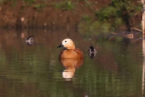 Ruddy Shelduck Tadorna Ferruginea Alimentación Agua Alemania —  Fotos de Stock