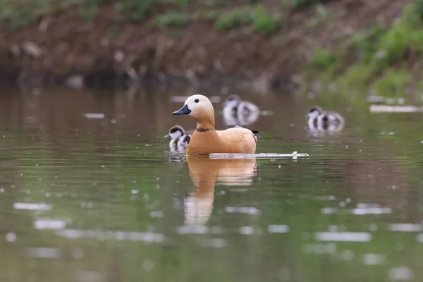 Ruddy Shelduck Tadorna Ferruginea Voedend Water Duitsland — Stockfoto