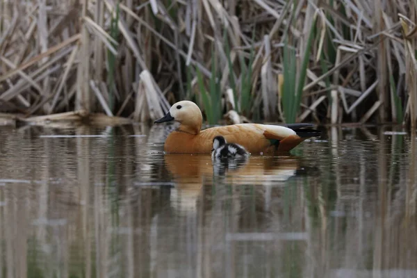 Ruddy Shelduck Tadorna Ferruginea Etetés Vízben Németország — Stock Fotó