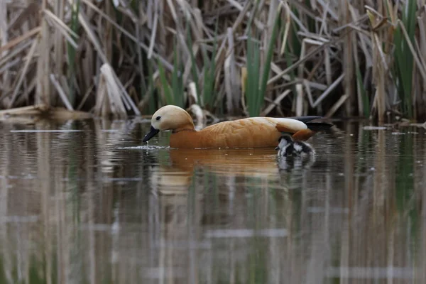 Ruddy Shelduck Tadorna Ferruginea 在德国水域喂食 — 图库照片