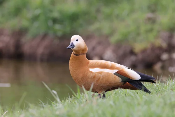 Ruddy Shelduck Tadorna Ferruginea Németország — Stock Fotó