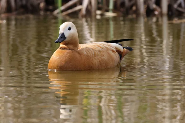 Ruddy Shelduck Tadorna Ferruginea 在德国水域喂食 — 图库照片