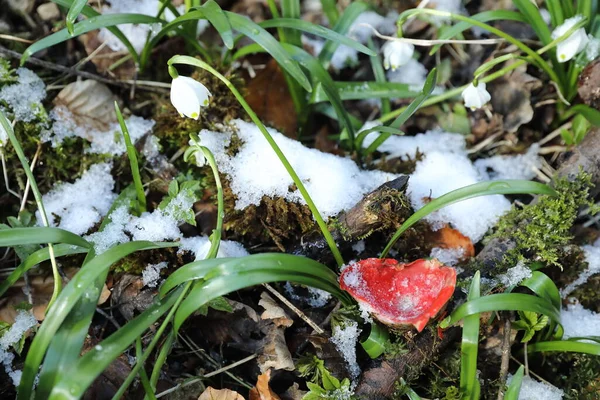 Scarlet Elf Cup Sarcoscypha Coccinea Peziza Coccinea Growing Abundantly Mossy — Stock Photo, Image