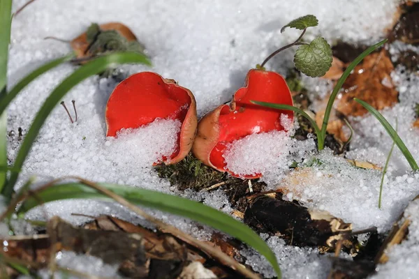 Scarlet Elf Cup Sarcoscypha Coccinea Peziza Coccinea Growing Abundantly Mossy — Stock Photo, Image